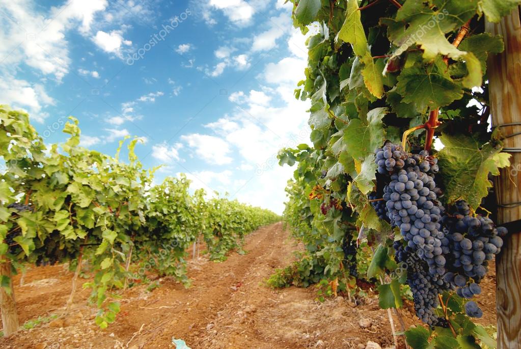 SLK driving through Swiss vineyards